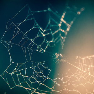Spinnenweb
