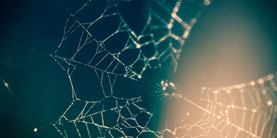 Afbeelding van Spinnenweb